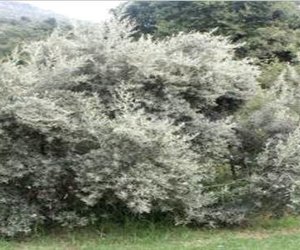 PEARLY BEACH BEWAREA CONSERVANCY